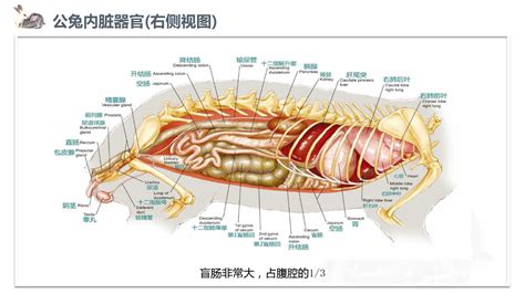 兔子 生殖器|四、兔的生殖解剖和特点